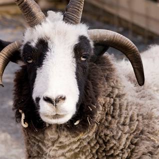 Echo Valley Jacob Sheep Yarn and Fleece